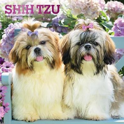 Shih Tzu 2020 Calendar