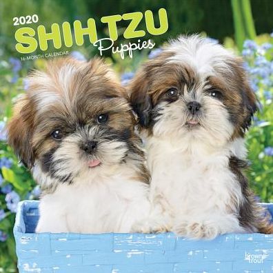 Shih Tzu Puppies 2020 Calendar