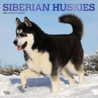 Siberian Huskies 2020 Calendar