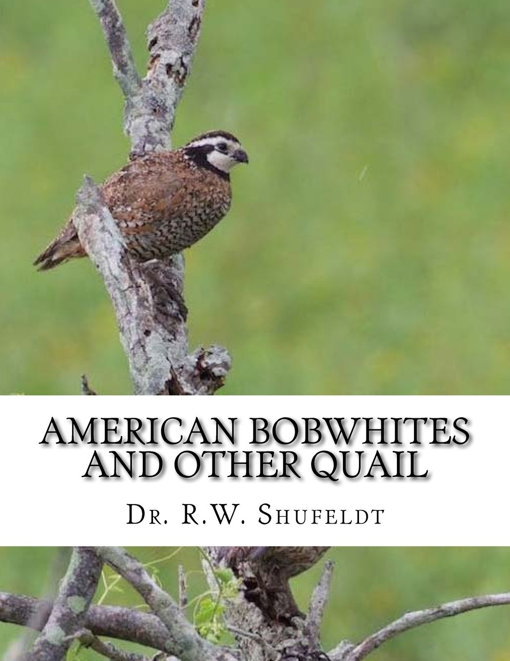 American Bobwhites and Other Quail