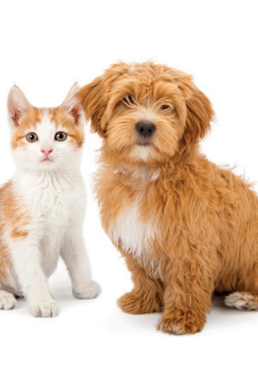 Havanese & Tabby Kitten Notebook, Diary, Journal. Productivity Work Planner & Idea Notepad: Brainstorm Thoughts, Self Discovery, to Do List