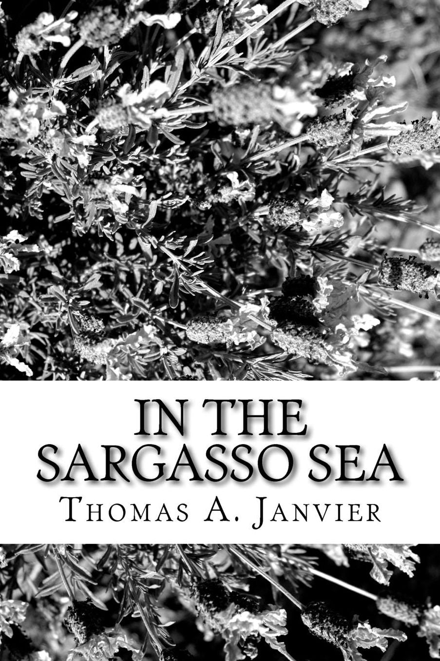 In the Sargasso Sea