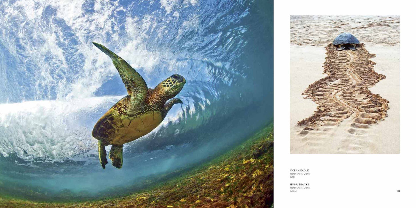 Clark Little: The Art of Waves