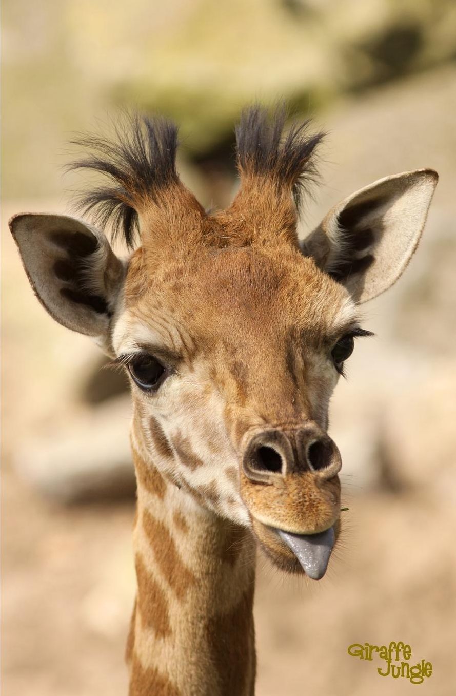 Giraffe Jungle: Pocket-sized Writing Journal With Funny Giraffe Photos on the Front and Back Covers [Compact 110 pages / Black]