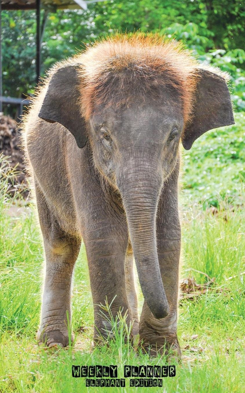 Weekly Planner Elephant Edition: 52 Weekly Planner Pages + 52 To Do List Pages + Cute Elephants on the Front and Back Covers (5 x 8 Inches / Green)