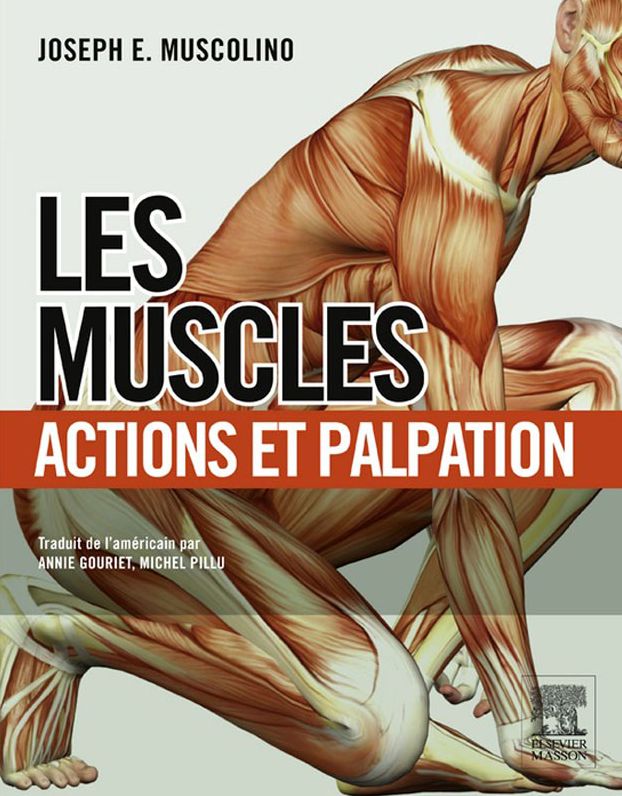 Les muscles : actions et palpation