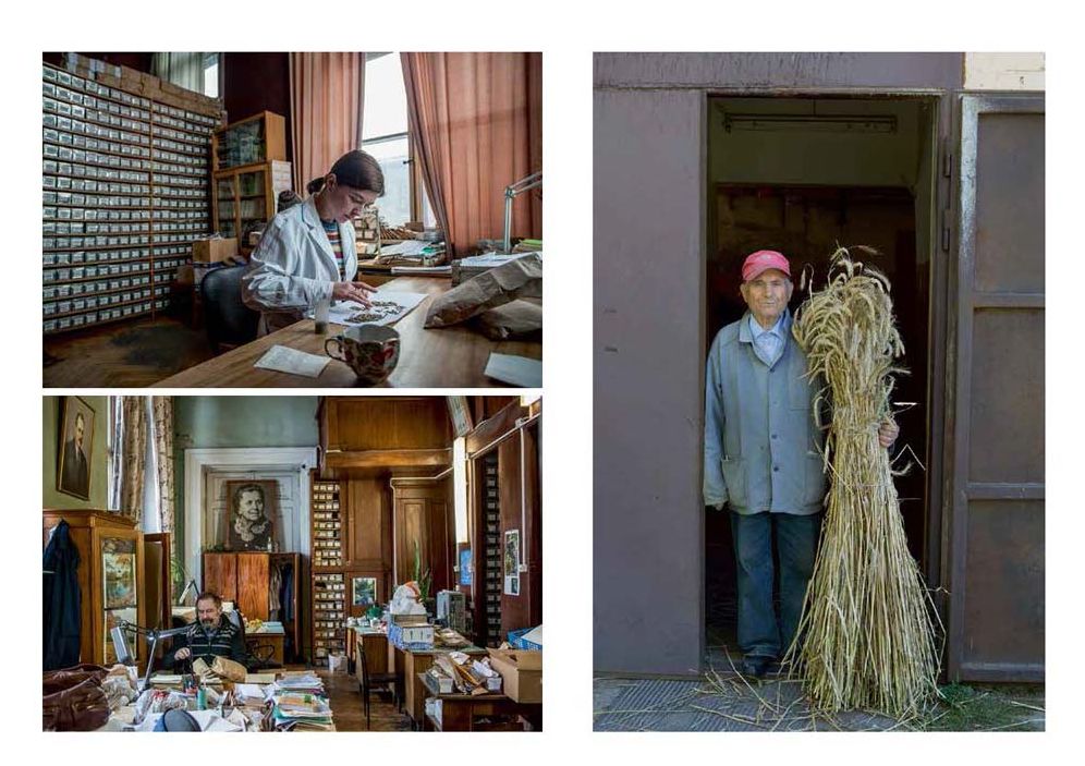 Mario del Curto: Seeds of the Earth: The Vavilov Institute