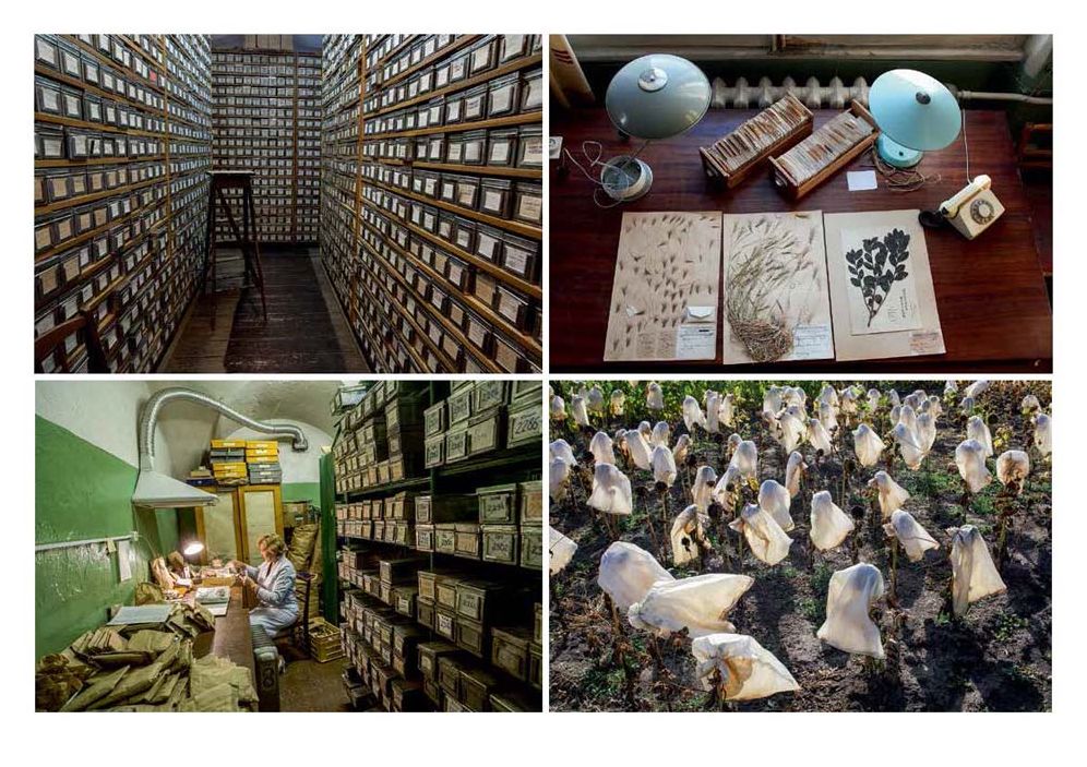 Mario del Curto: Seeds of the Earth: The Vavilov Institute