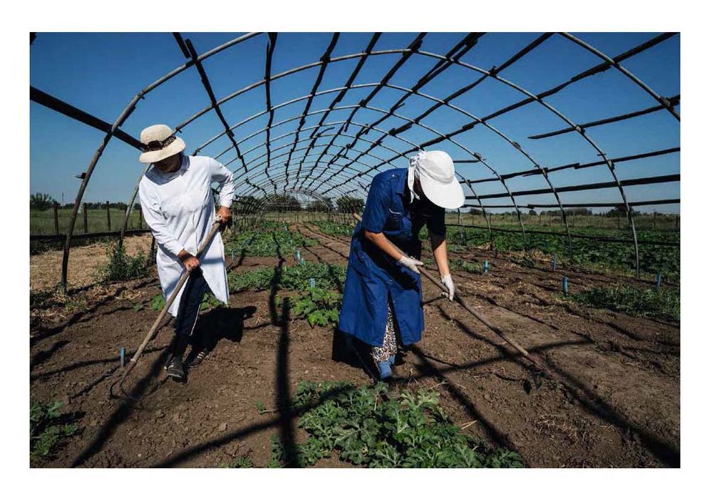 Mario del Curto: Seeds of the Earth: The Vavilov Institute