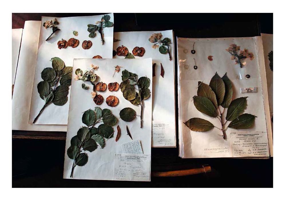 Mario del Curto: Seeds of the Earth: The Vavilov Institute