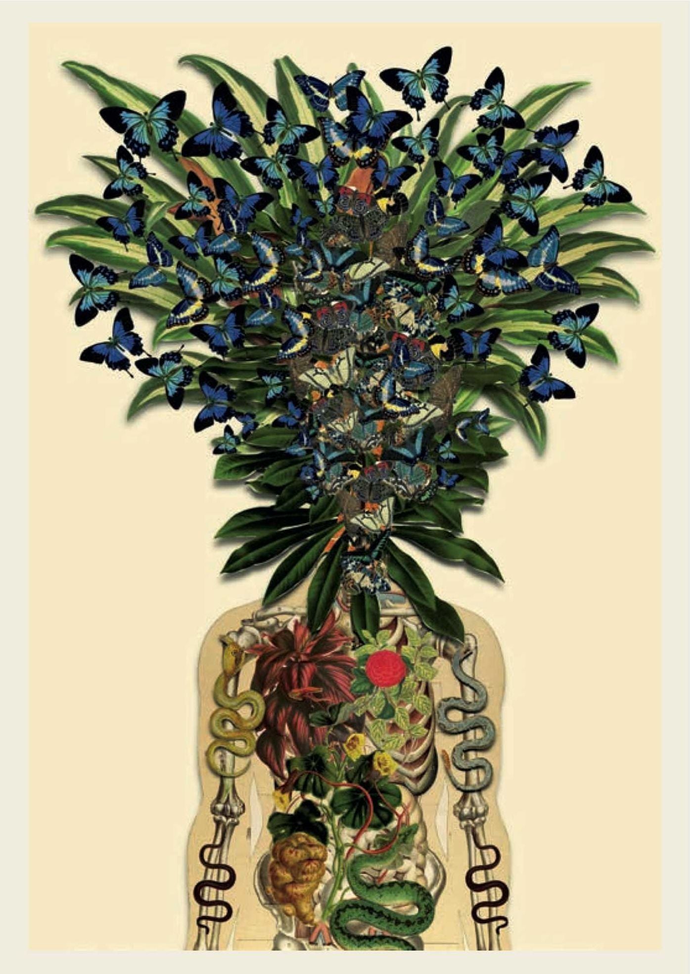 Anatomy Rocks: 30 Deluxe Postcards