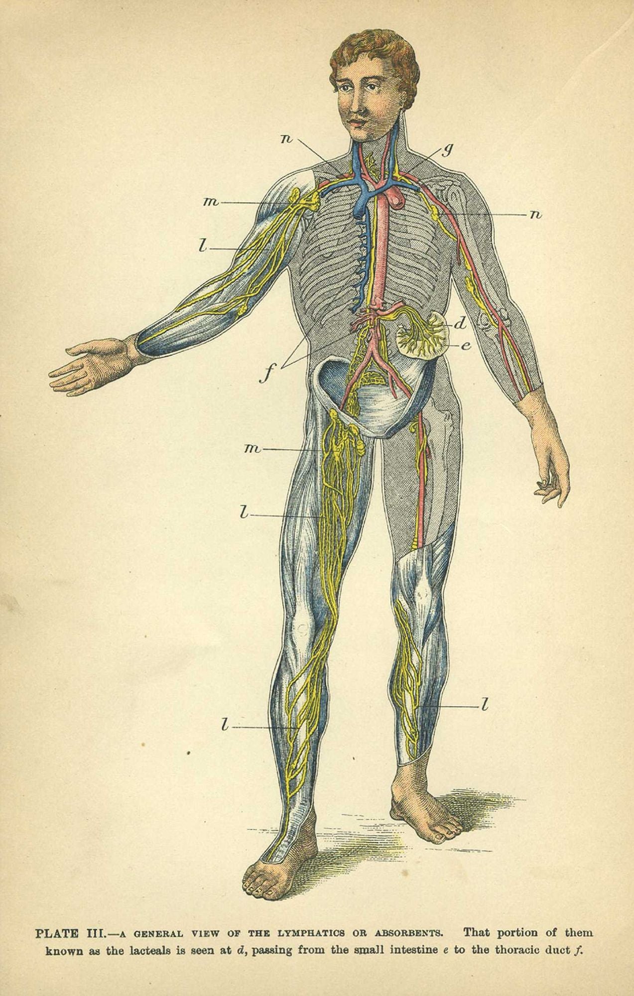 Anatomy Rocks: The Coloring Book