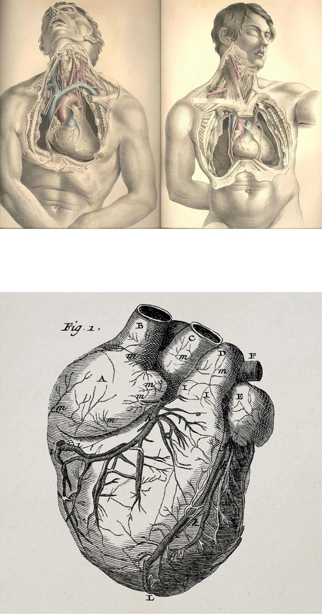 Anatomy Rocks: The Coloring Book