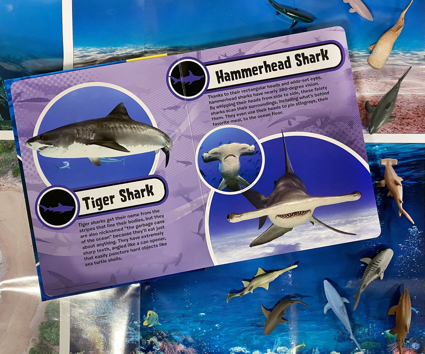 SHARKS MY BUSY BOOKS