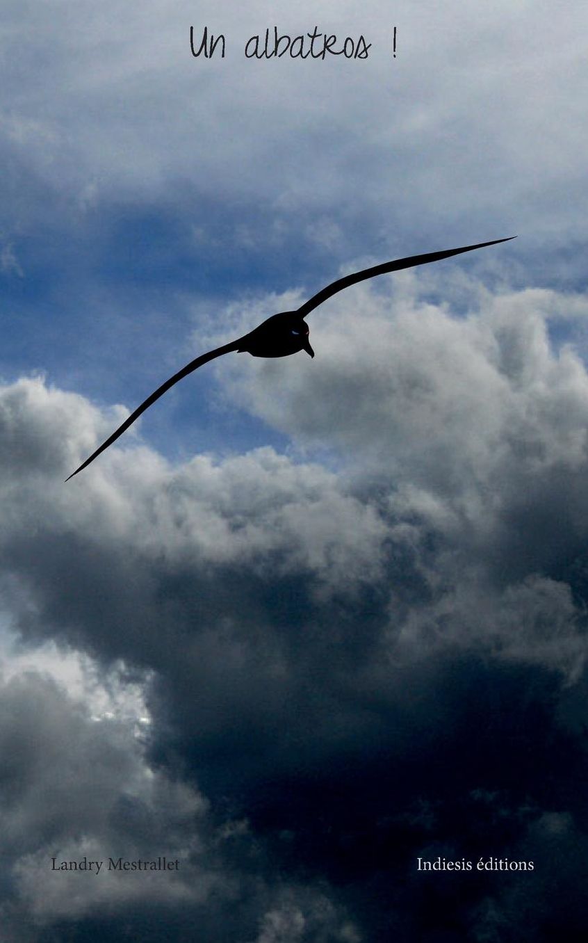 Un albatros !