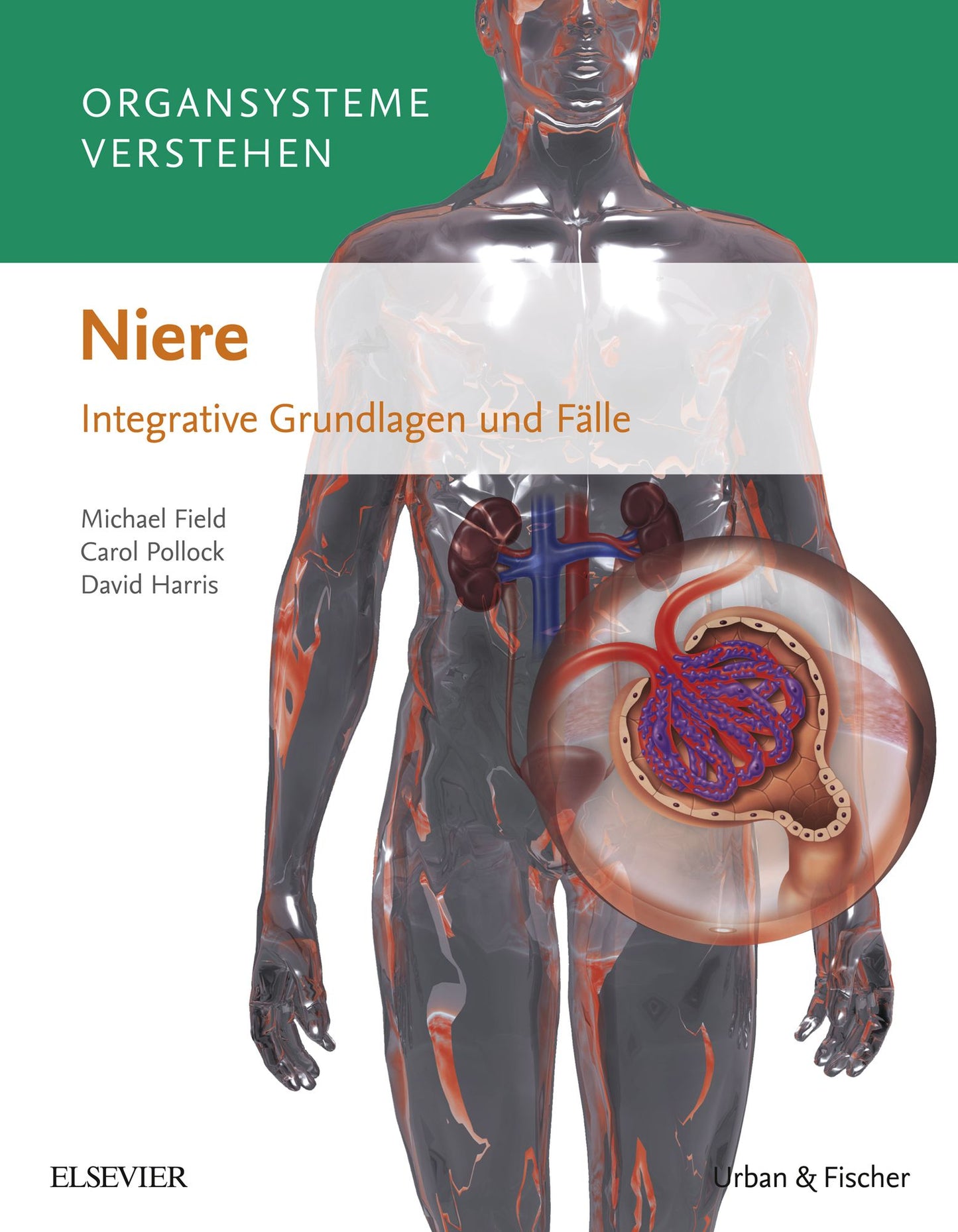Organsysteme verstehen - Niere