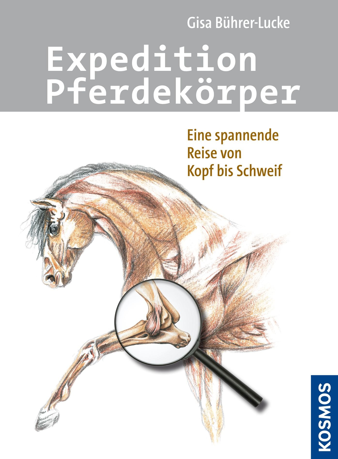 Expedition Pferdekörper: Eine spannende Reise von Kopf bis Schweif