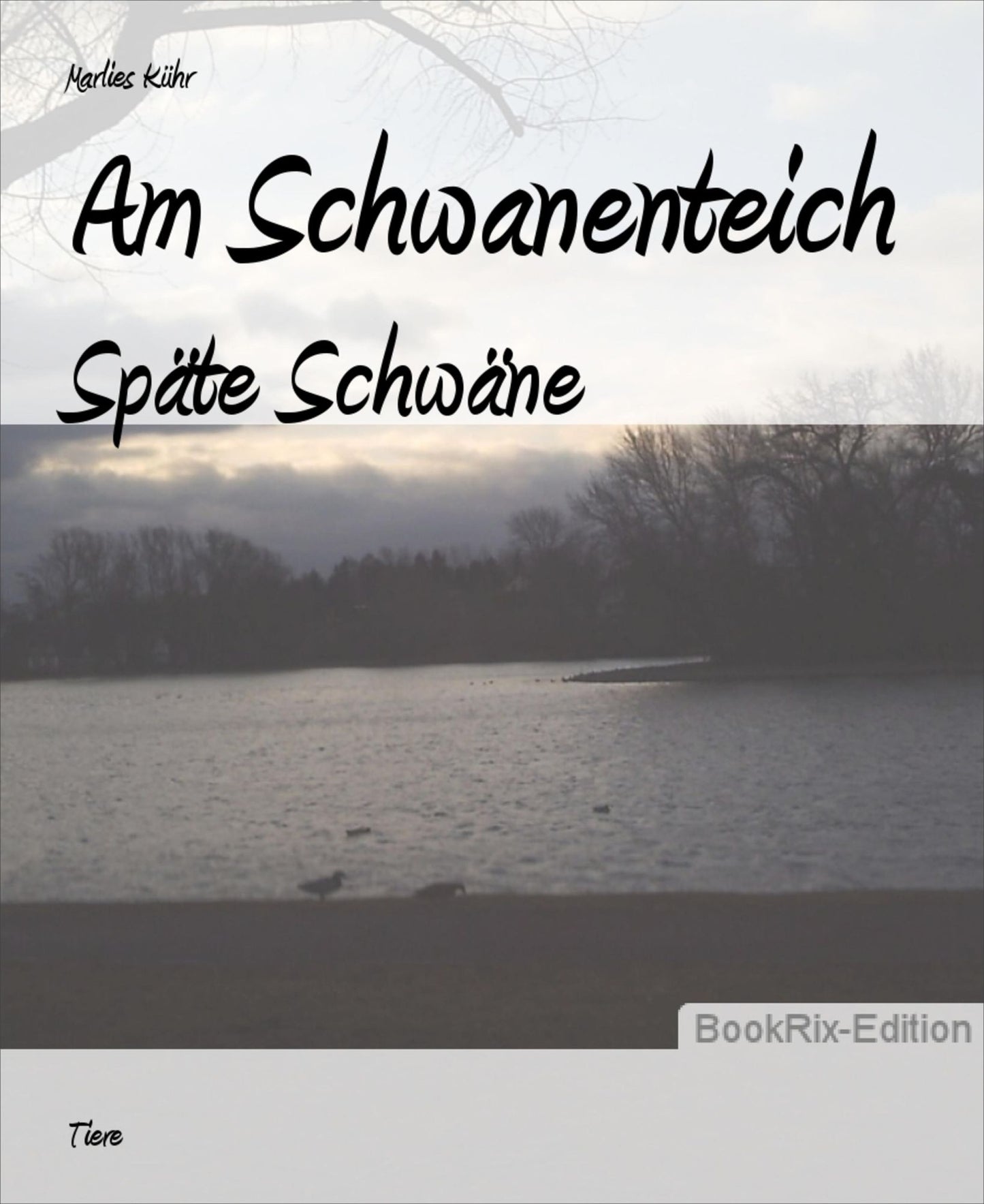 Am Schwanenteich: Späte Schwäne