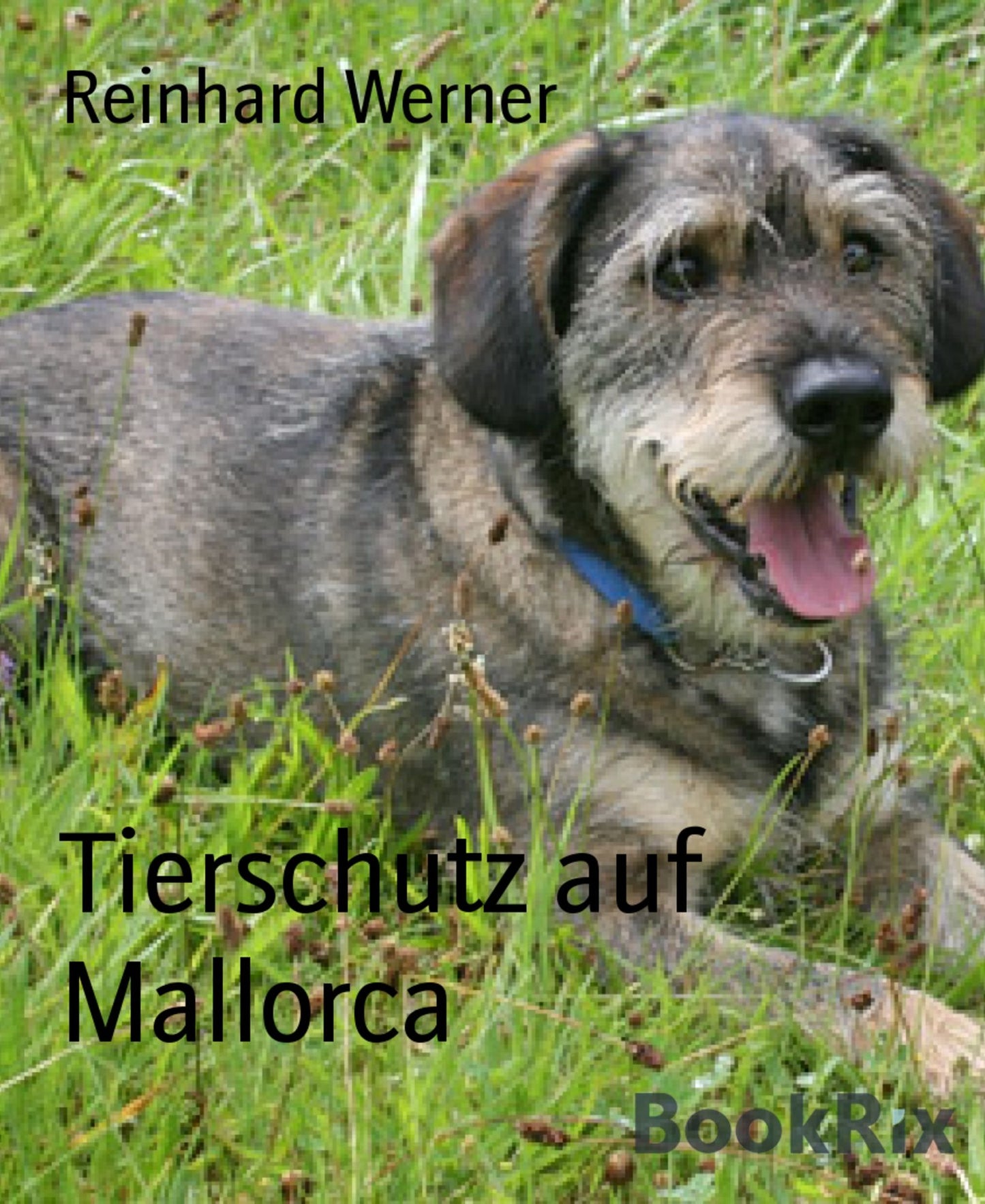 Tierschutz auf Mallorca: Hundeheim Katzenaufkommen
