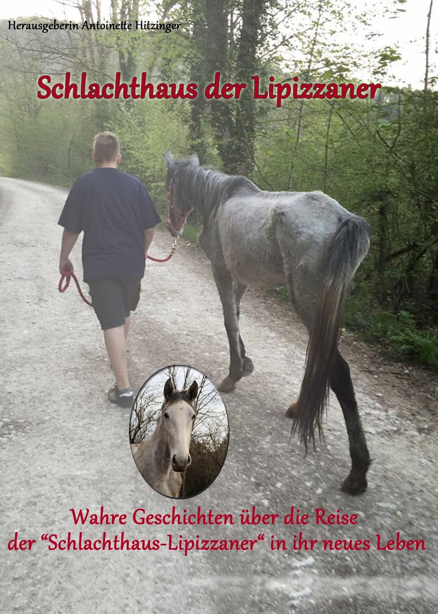 Schlachthaus der Lipizzaner: Wahre Geschichten über die Reise der "Schlachthaus - Lipizzaner" in ihr neues Leben