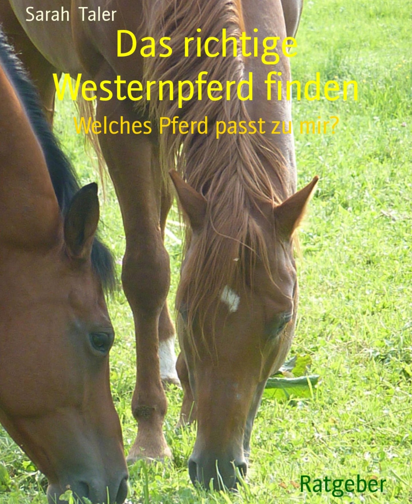 Das richtige Westernpferd finden: Welches Pferd passt zu mir?