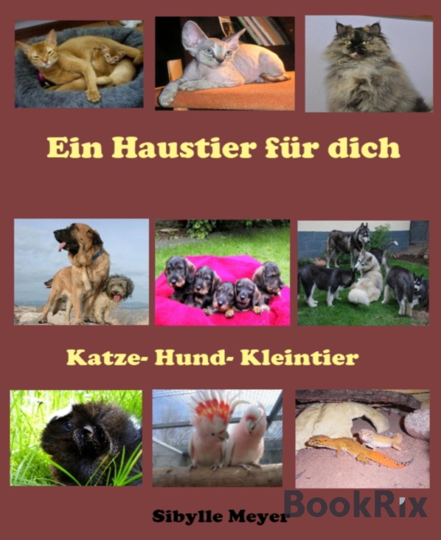 Ein Haustier für dich: Katze-Hund-Kleintier