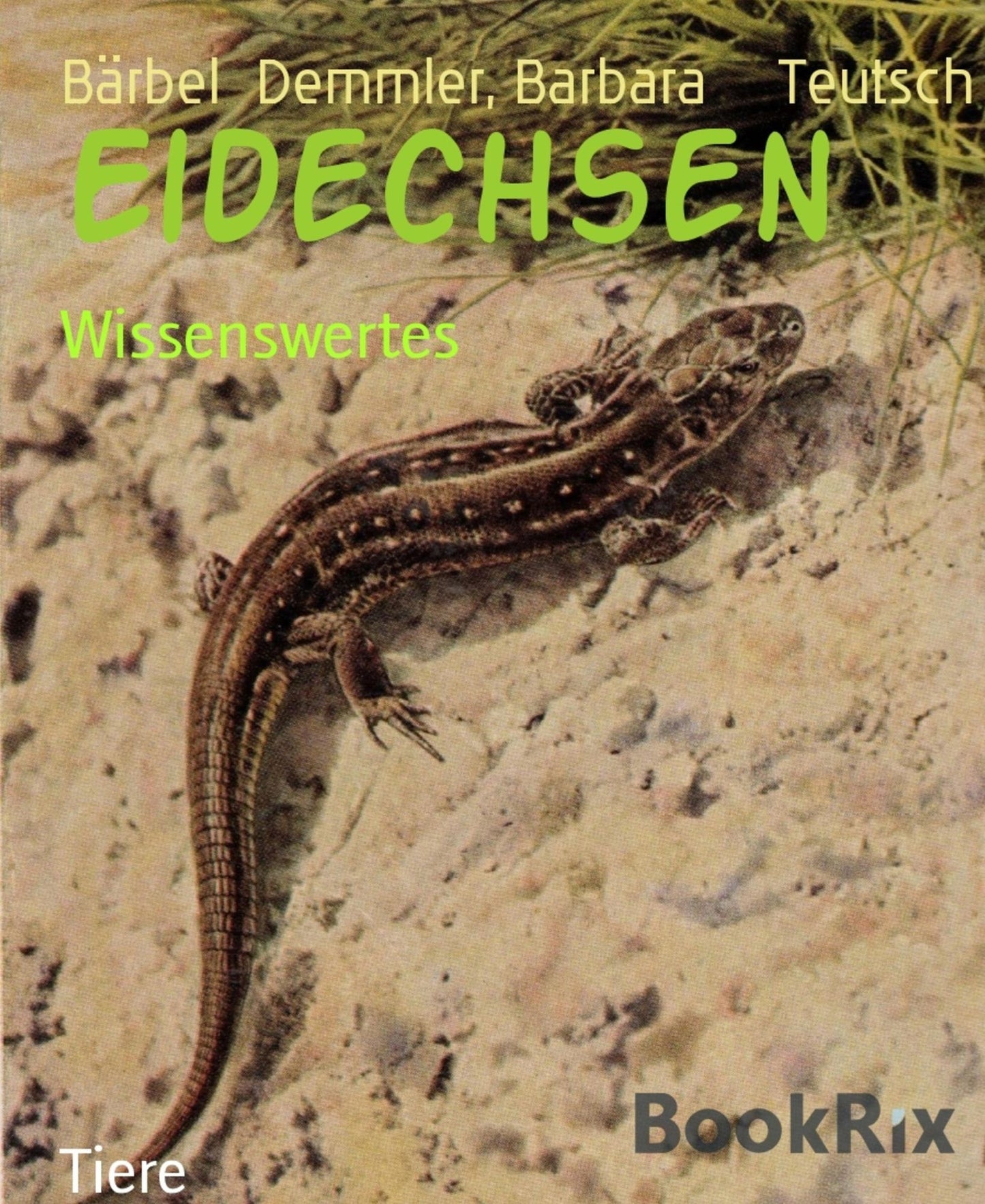 Eidechsen: Wissenswertes