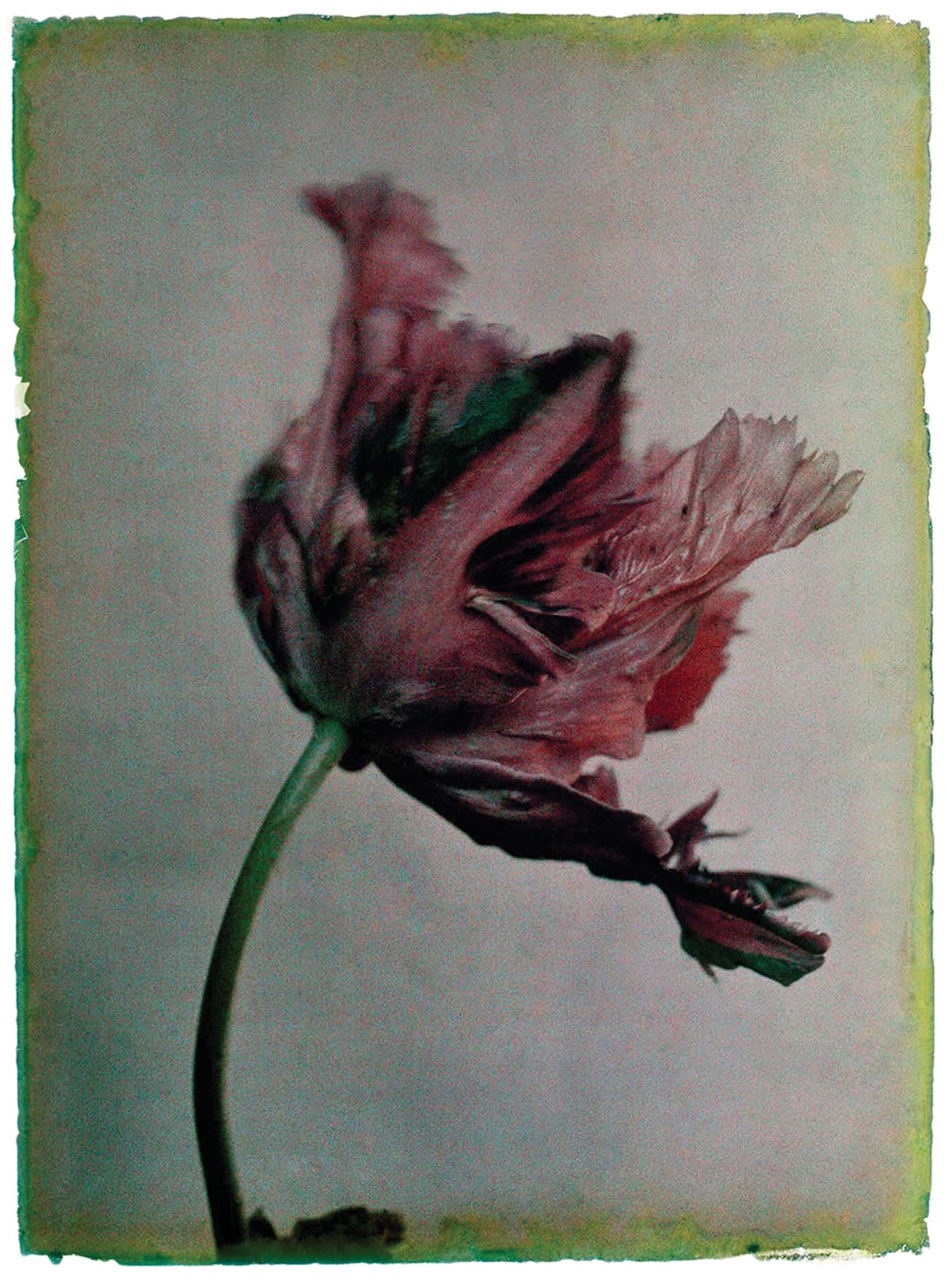 Leendert Blok: Silent Beauties: Color Photographs from the 1920s