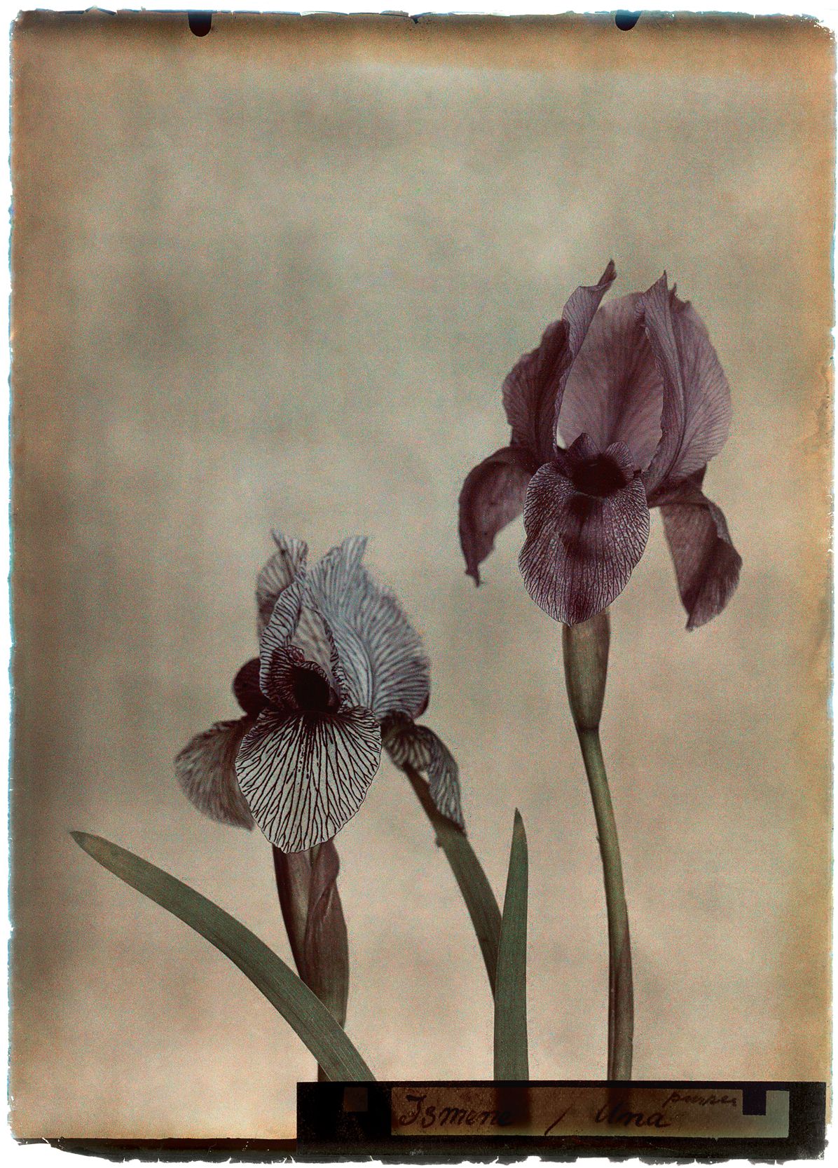 Leendert Blok: Silent Beauties: Color Photographs from the 1920s