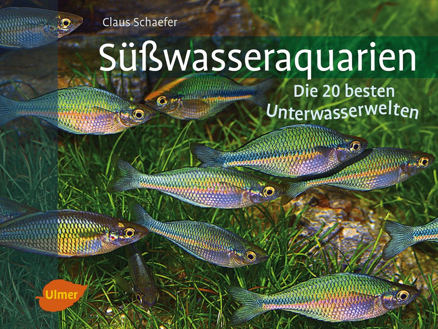 Süßwasseraquarien: Die 20 besten Unterwasserwelten
