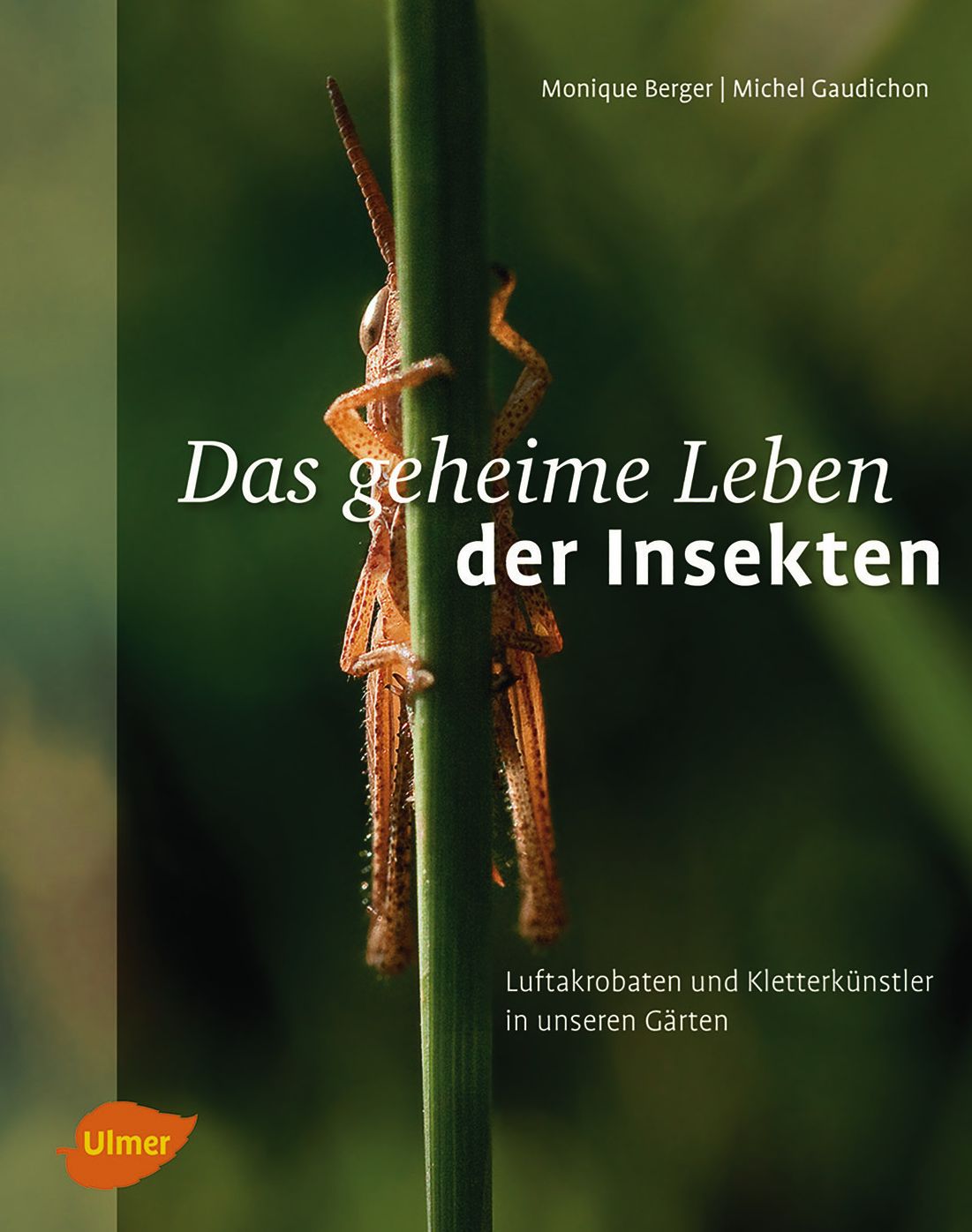 Das geheime Leben der Insekten: Luftakrobaten und Kletterkünstler in unseren Gärten