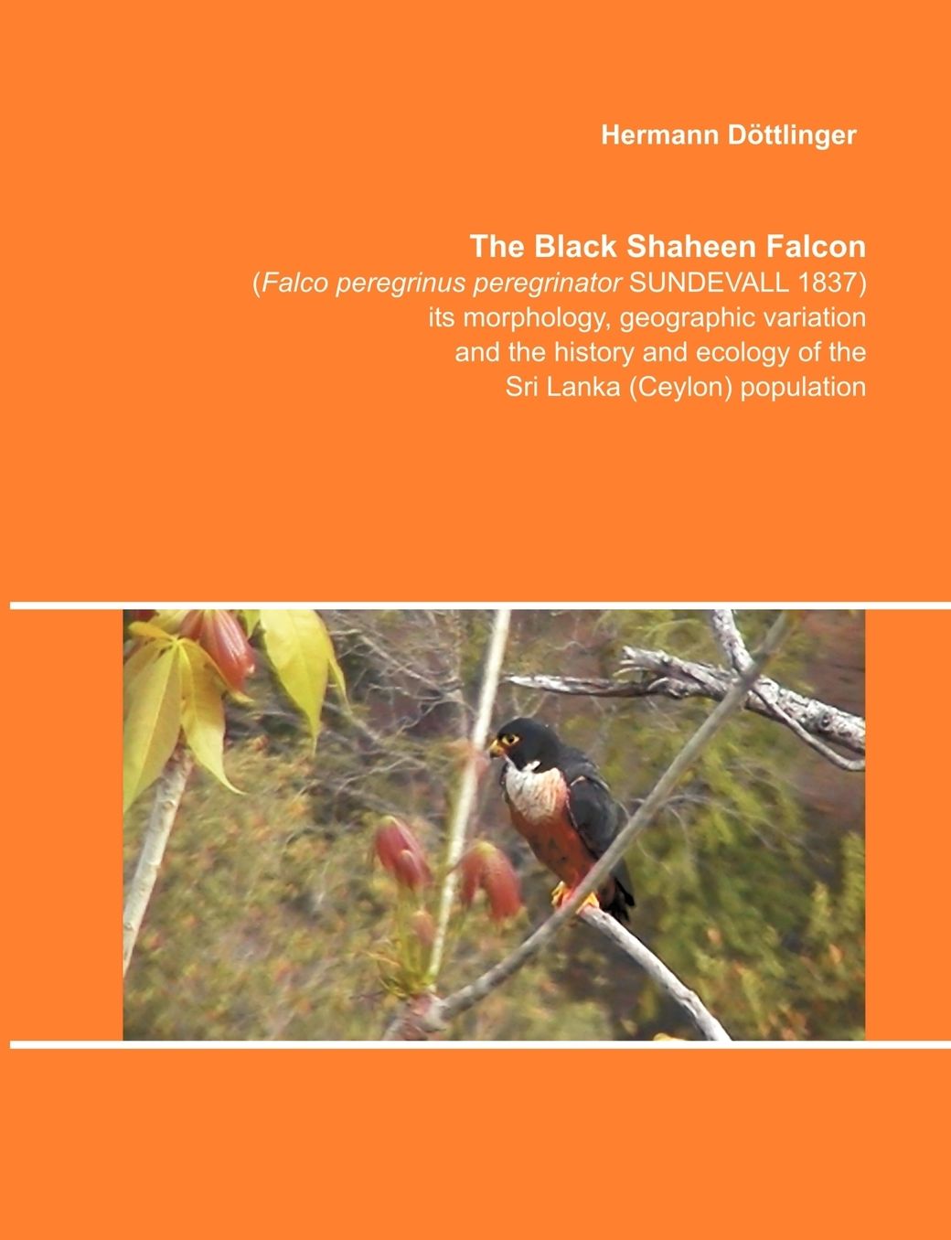 The Black Shaheen Falcon (Falco peregrinus peregrinator SUNDEVALL 1837), its morphology, geographic