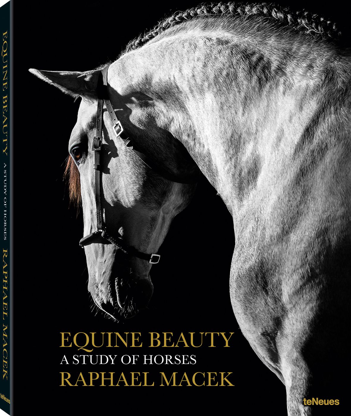 Equine Beauty: A Study of Horses