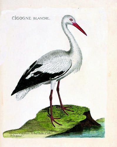 Histoire Des Oiseaux: A History of Birds