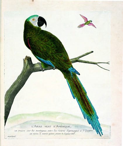Histoire Des Oiseaux: A History of Birds