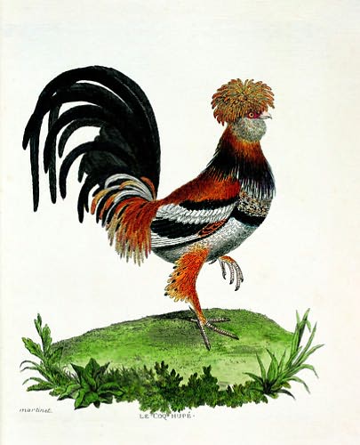 Histoire Des Oiseaux: A History of Birds