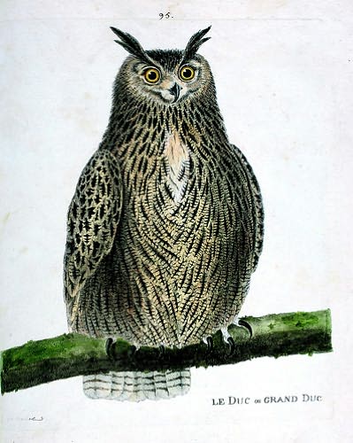 Histoire Des Oiseaux: A History of Birds