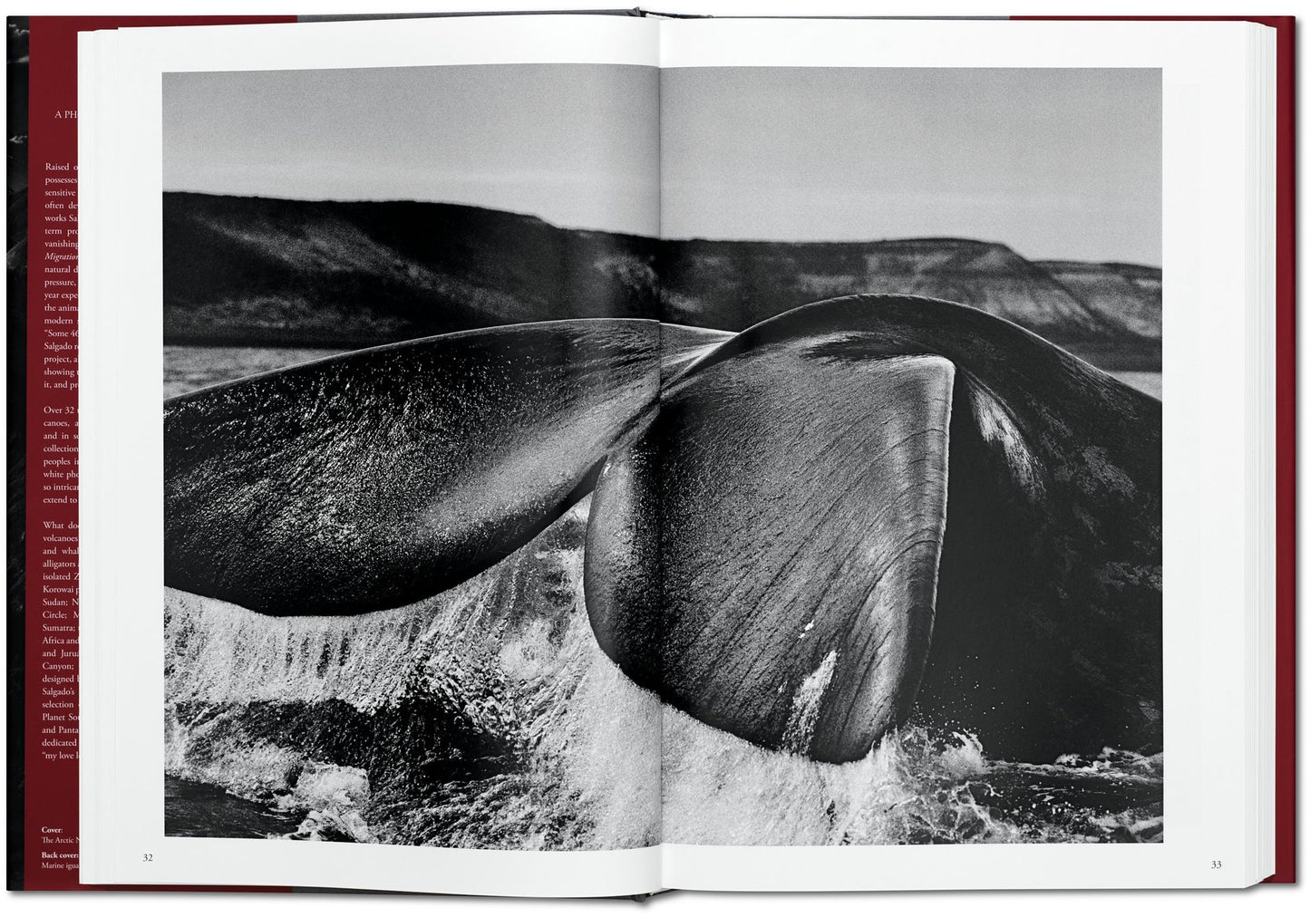 Sebastiao Salgado. Genesis