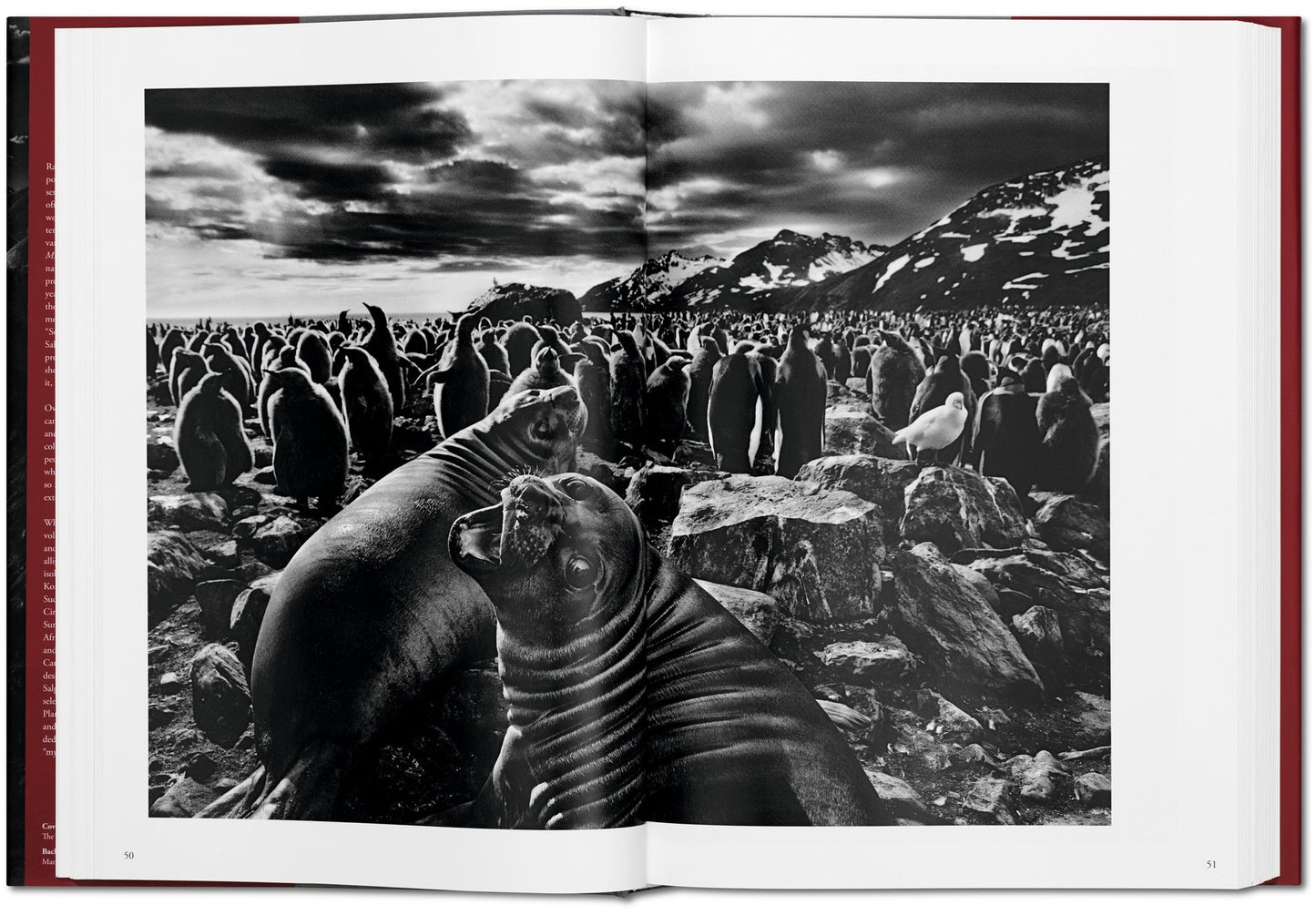 Sebastiao Salgado. Genesis