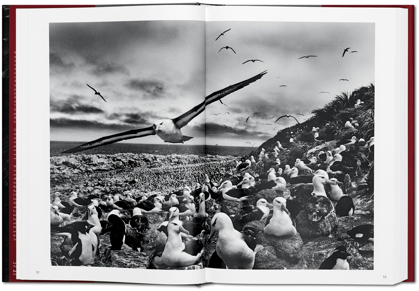Sebastiao Salgado. Genesis