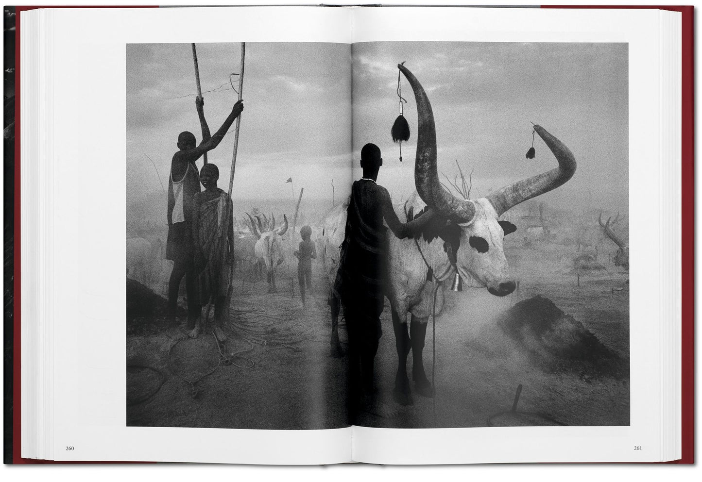Sebastiao Salgado. Genesis
