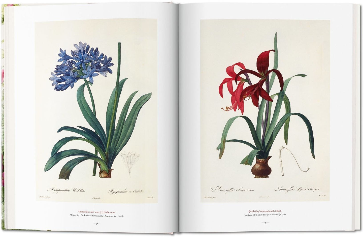 Redoute: The Book of Flowers XL