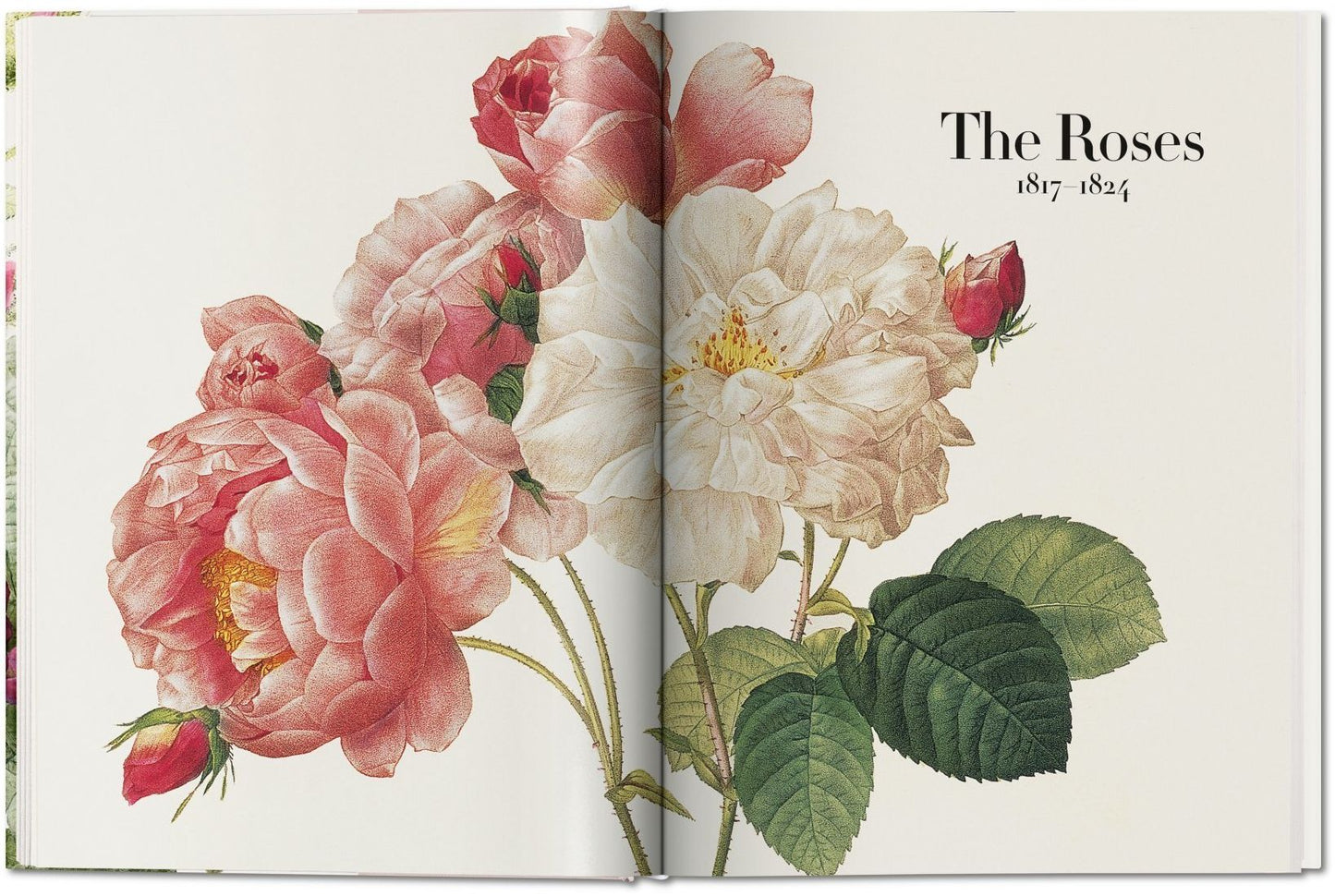 Redoute: The Book of Flowers XL