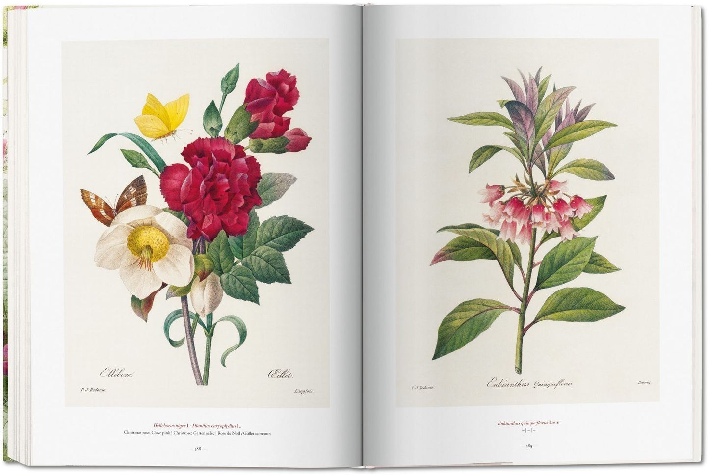 Redoute: The Book of Flowers XL