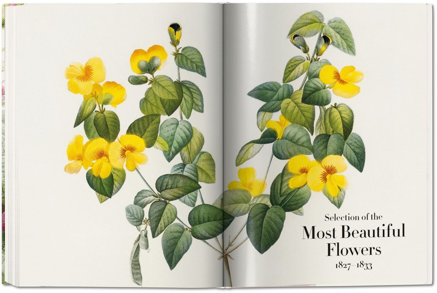 Redoute: The Book of Flowers XL