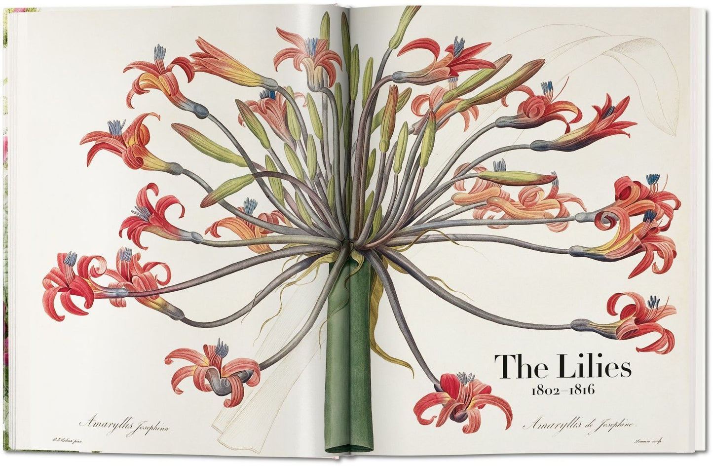 Redoute: The Book of Flowers