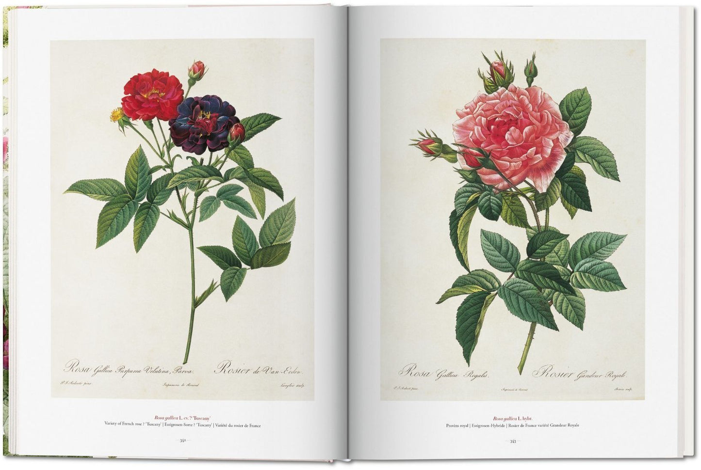 Redoute: The Book of Flowers
