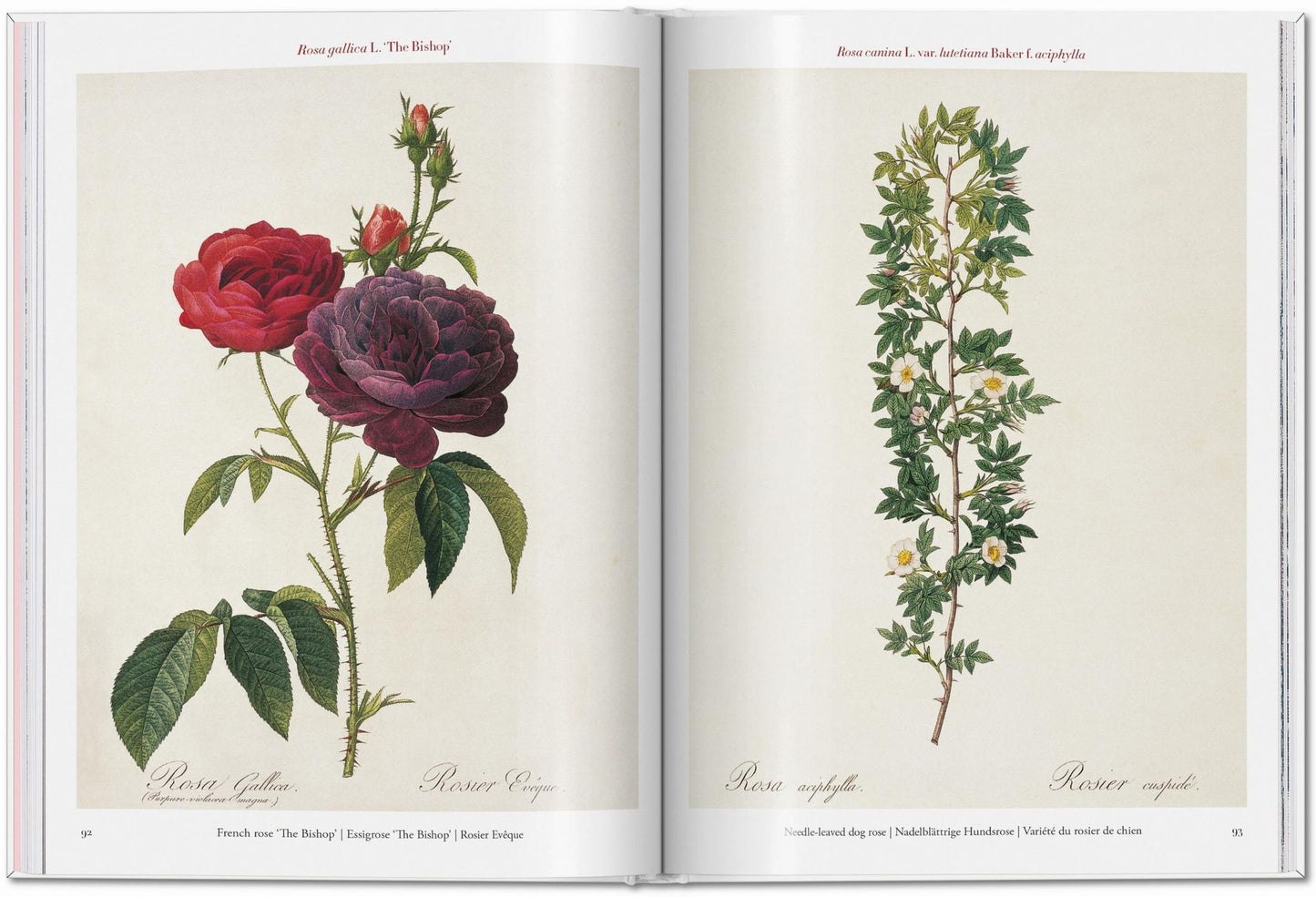 RedoutÃ©. Roses