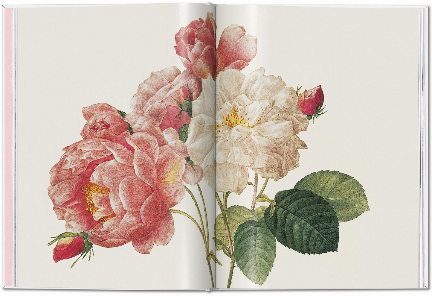 RedoutÃ©. Roses