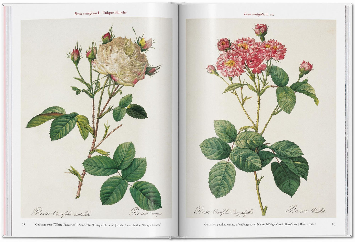 RedoutÃ©. Roses